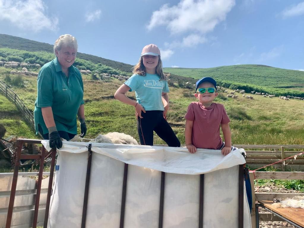 Sheep Shearing on the Scottish Borders