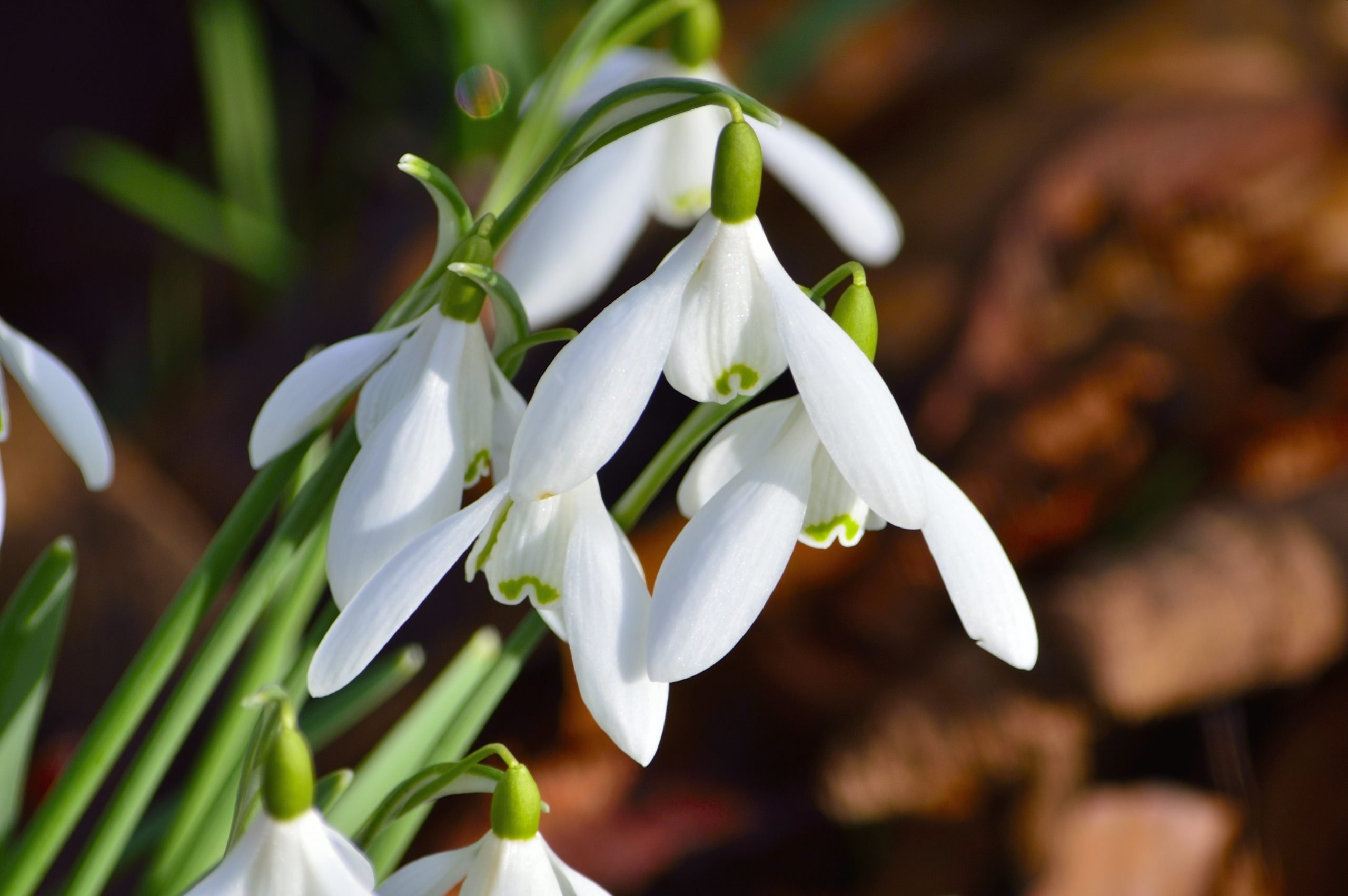 Snowdrop weekend at Floors Castle