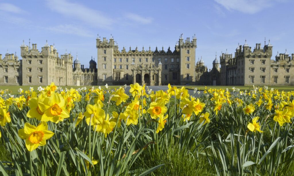 daffodils at Floors castle