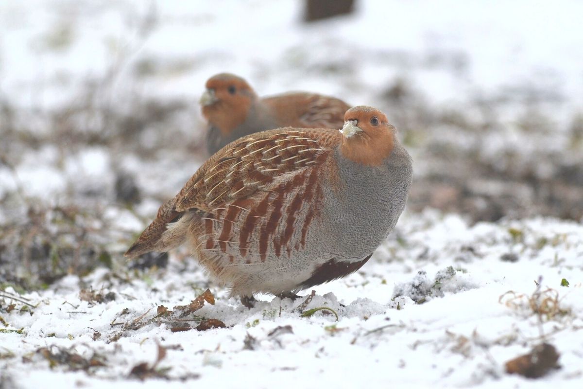 Roxburghe Estates Grey Partridge Conservation