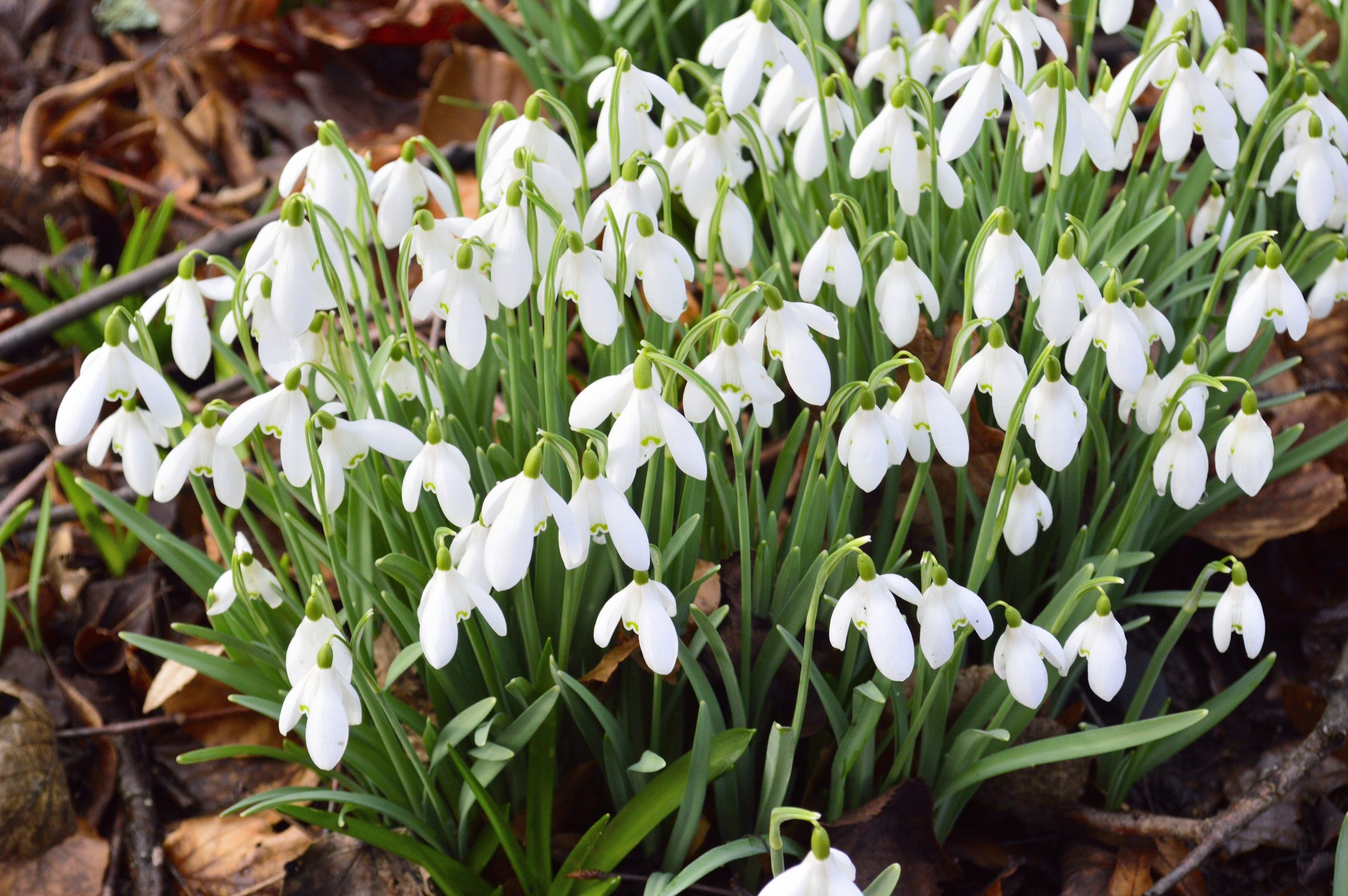 Snowdrop splendour at Floors Castle