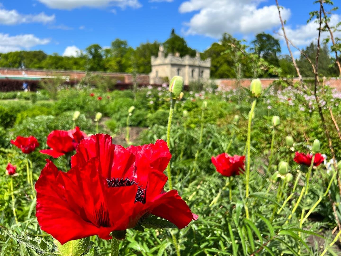 June’s Summer Garden Update