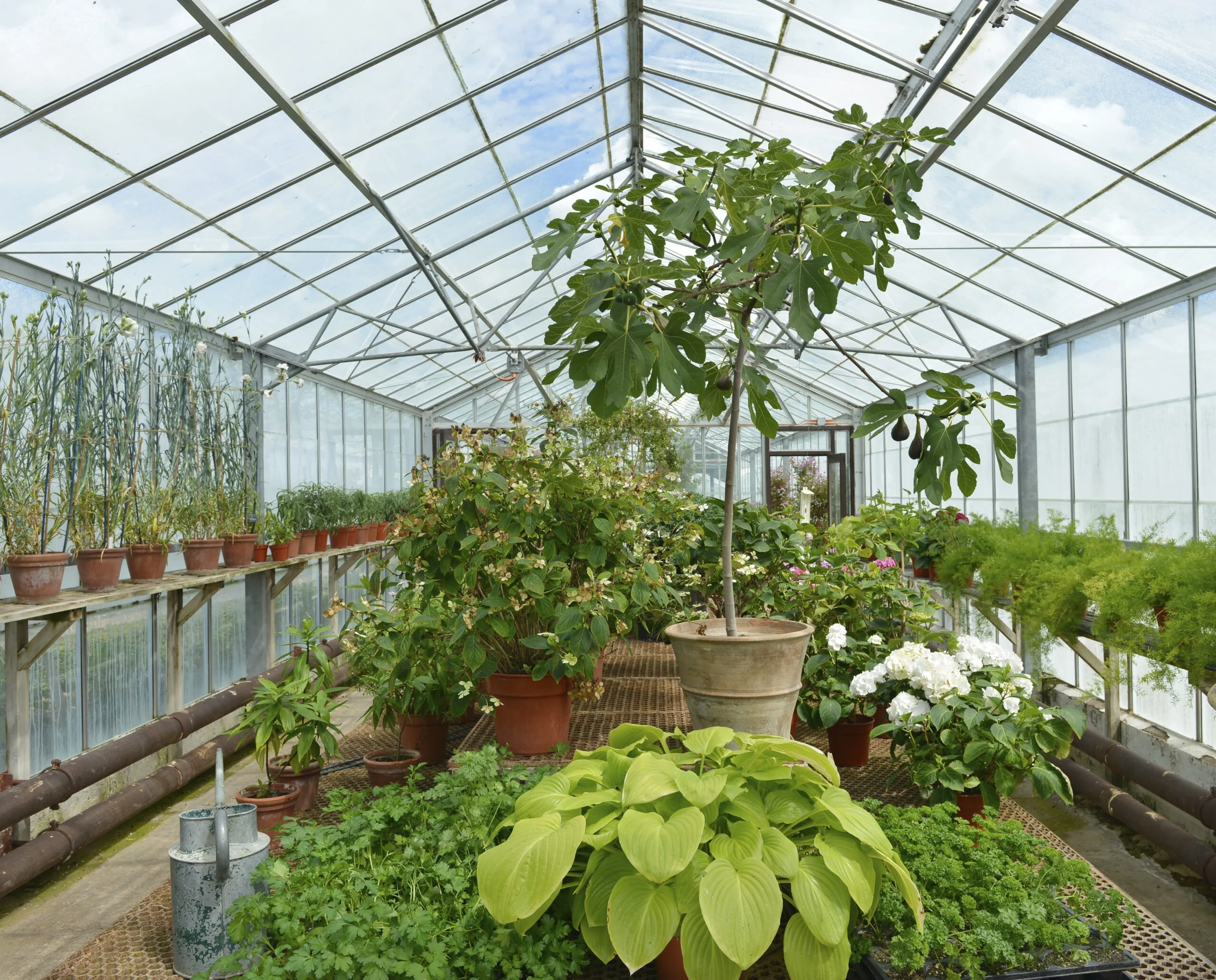 Floors Castle Apple and Wisteria Summer Pruning Skills Day