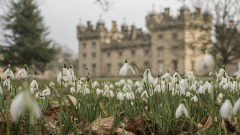 Snowdrop Splendour 2026