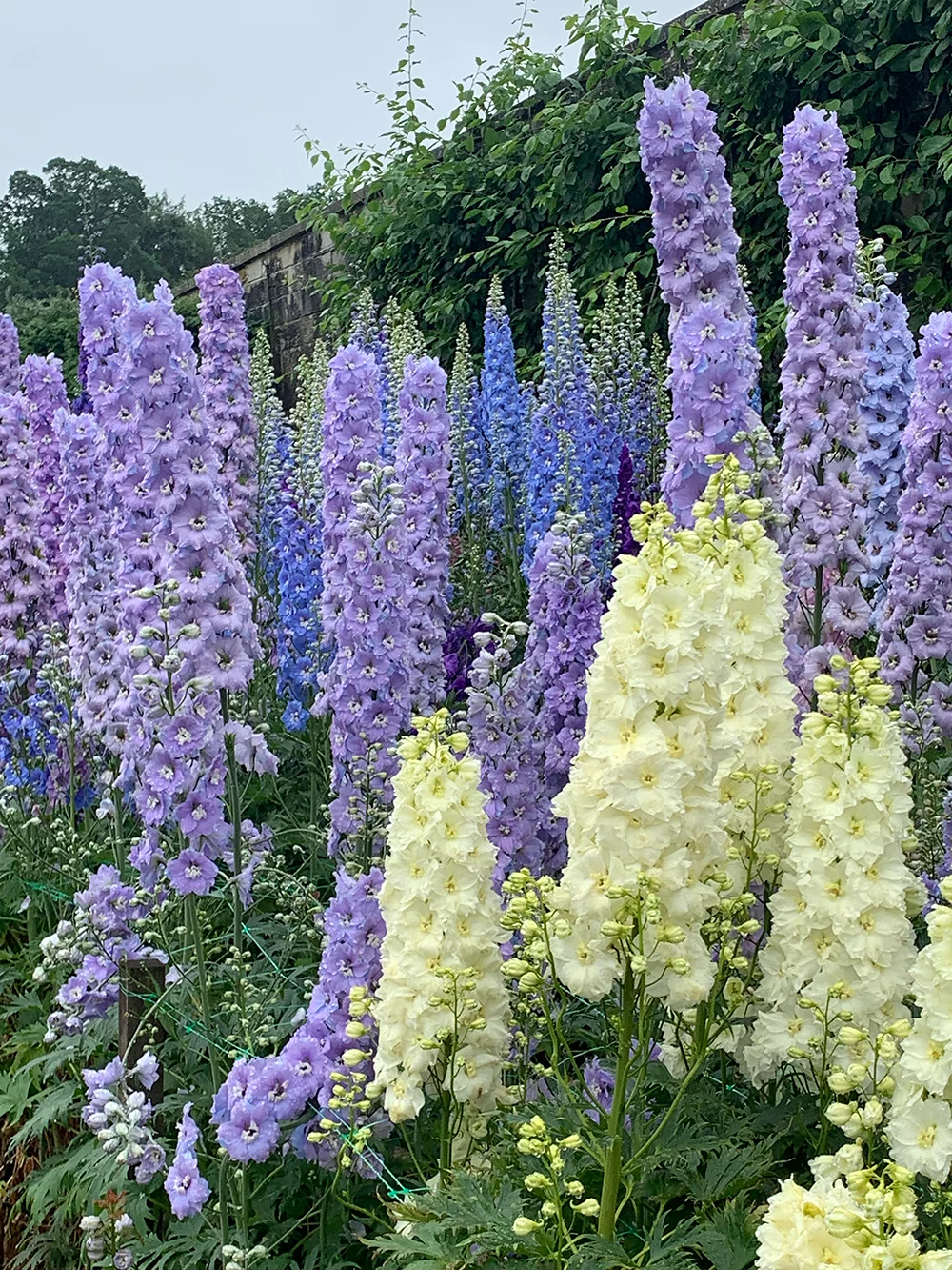 July’s Garden Update
