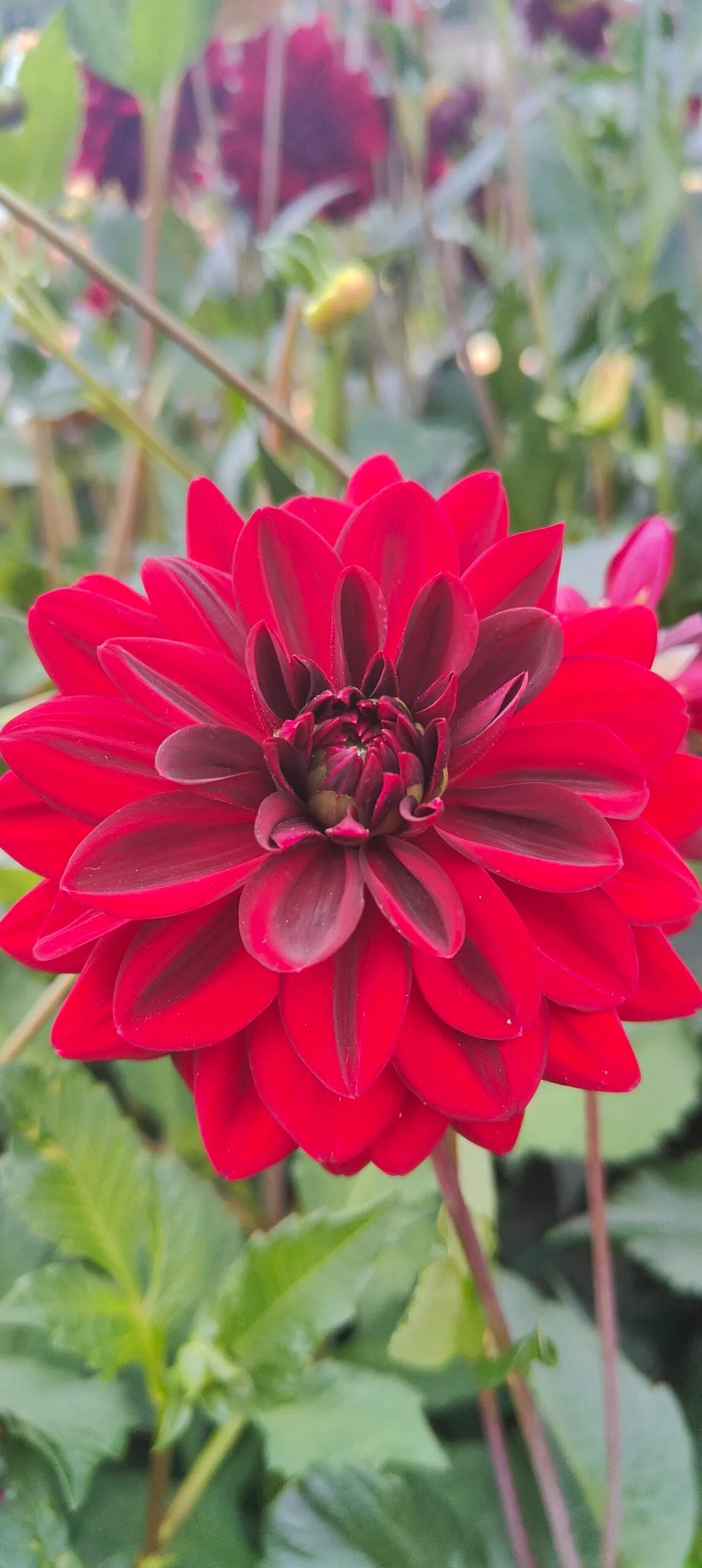 August in the Garden 