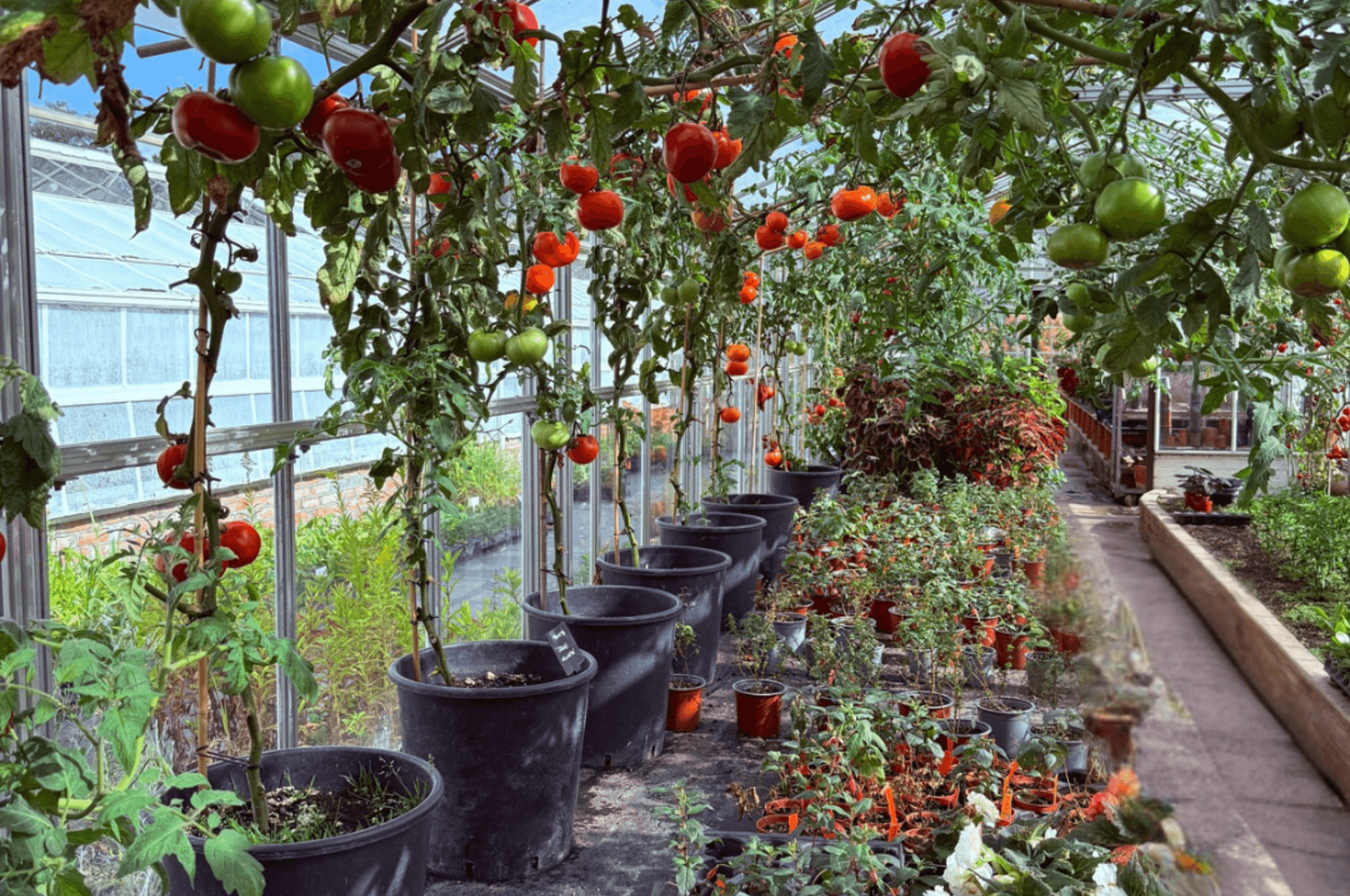 September in the Garden 