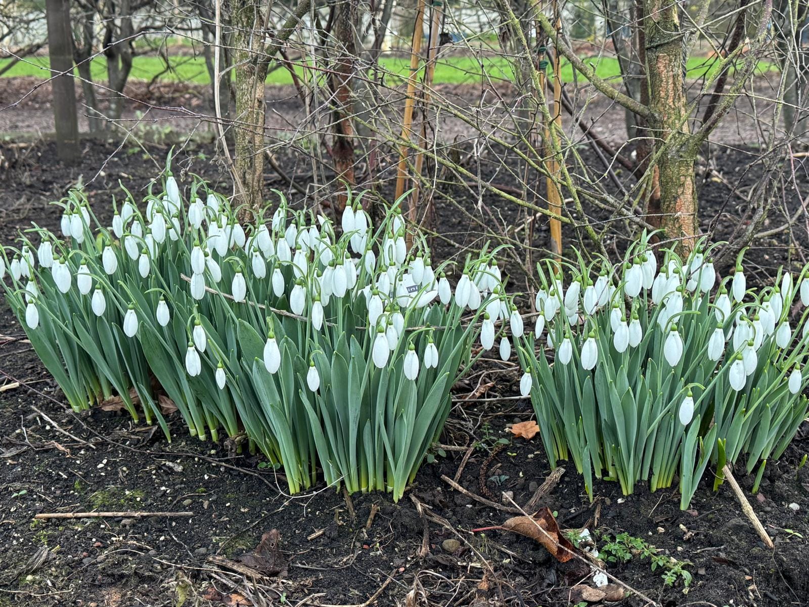 January /February in the Garden 2026