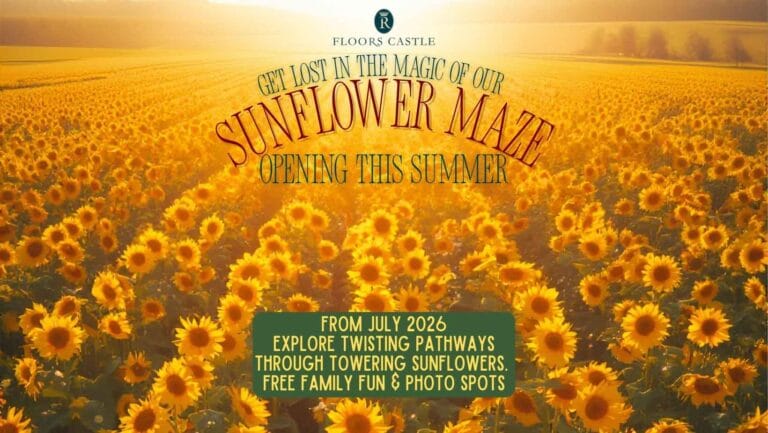 Sunflower Maze