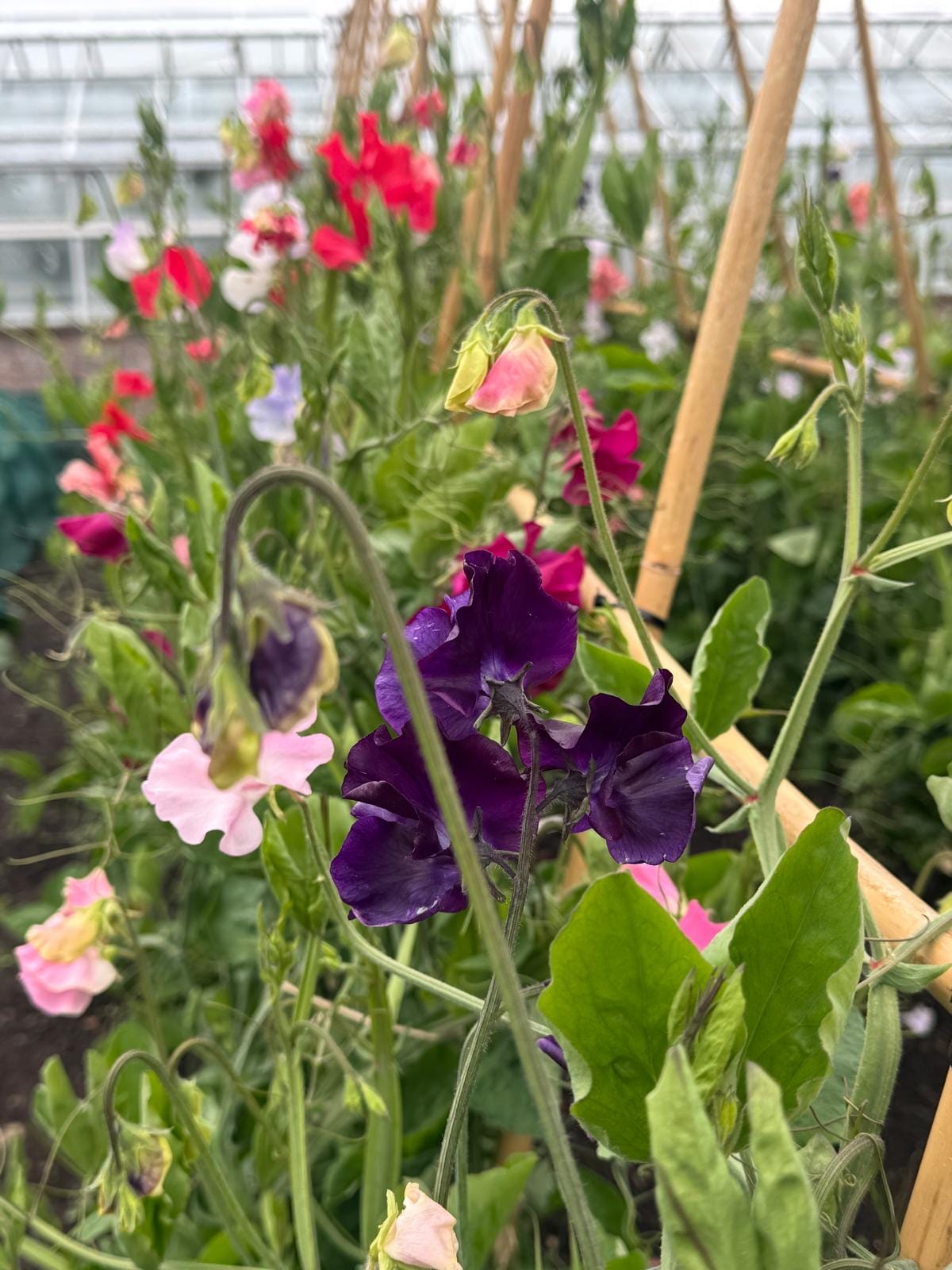 July in the Garden 2026